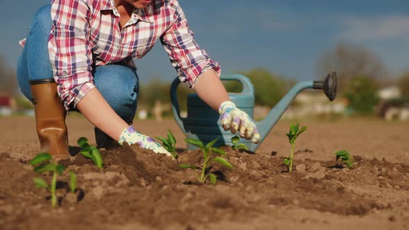 Farmer Plants Seedlings of Pepper in a Field in Spring