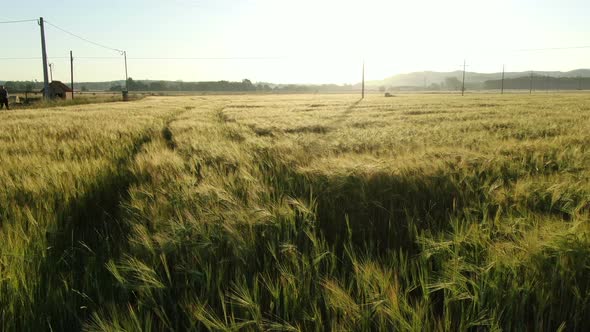 Wheat Field in Spring at Sunrise