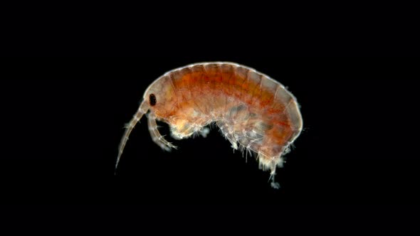 Amphipoda Under the Microscope, Gammaroidea Superfamily, Malacostraca Class alt