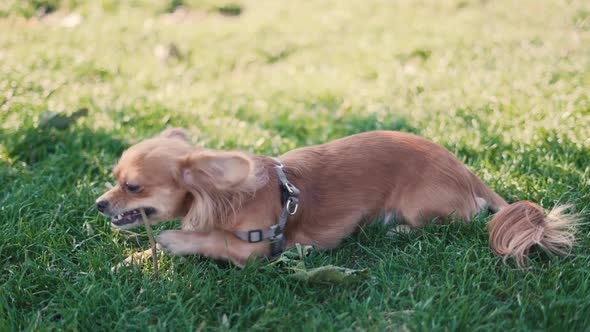 Adorable Funny Longhair Dog Chihuahua Playing with a Stick in Park  alt