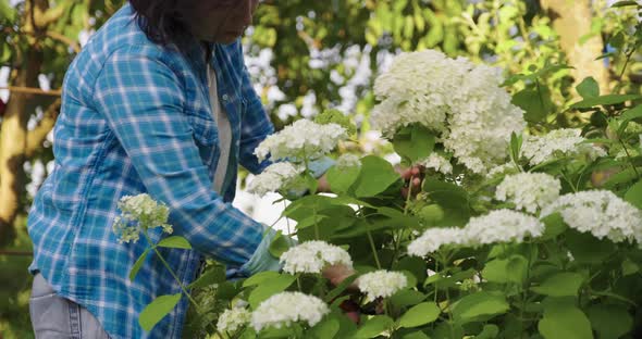 Woman Gardener with Garden Shears Cutting a Bouquet of White Hydrangea Flowers alt