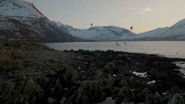 Majestic Snow Covered Mountains And Sea In Tromvik, Kvaloya In Northern Norway - aerial shot alt