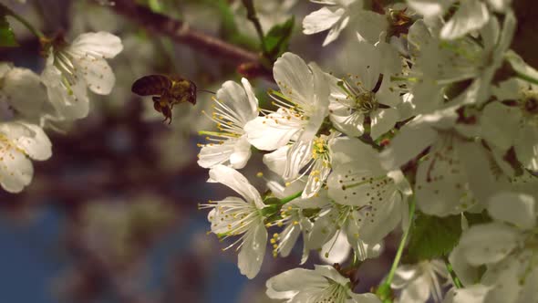 Close-up of Bee Flying Collecting Pollen From a Cherry Tree alt