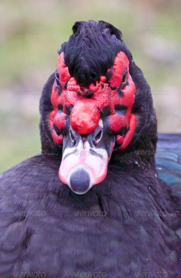 Ugly muscovy duck DN