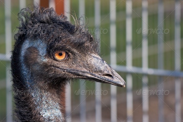 Emu Portrait 1
