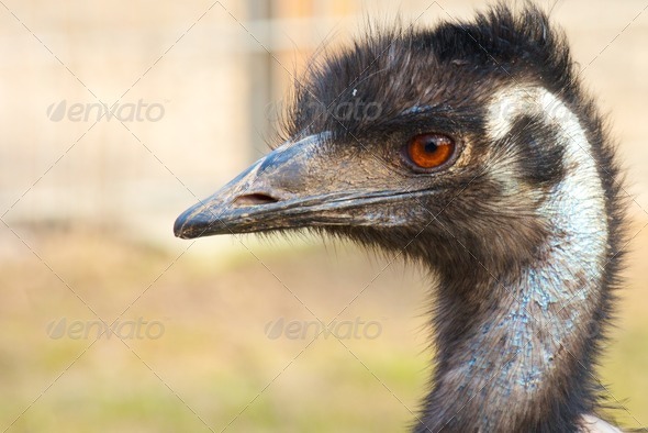 Grumpy Emu portrait