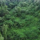 Flying Over a Fabulous Rainforest with Green Trees Palm Trees - VideoHive Item for Sale