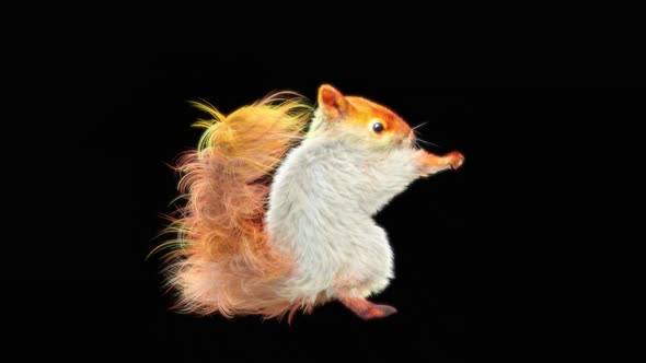 74 White Squirrel Samba Dancing HD alt