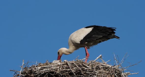 Storks, Camargue, France.Parents giving food to young birds alt