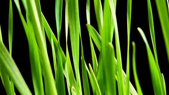 Sprouted grains of wheat on a black background. alt