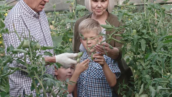 Grandparents Teaching Children about Harvesting alt