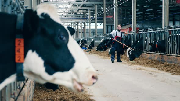 Livestock Farmer is Shoveling Hay for the Cattle alt
