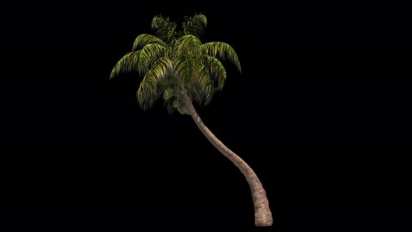 Coconut Palm Tree Swaying In The Wind