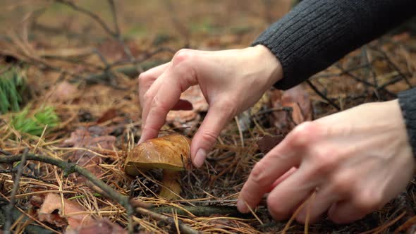 Female Hands Cut Forest Mushroom alt