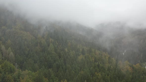 Thick misty clouds rising from lush spruce forest