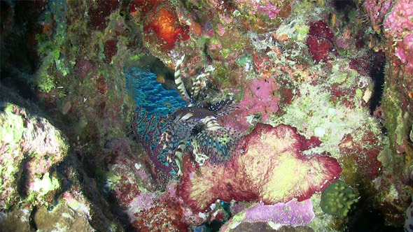 African Lionfish on Coral Reef 722 alt