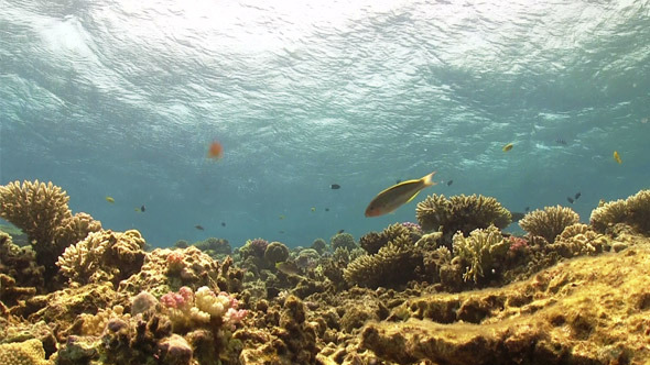 Waves of the Sea Over the Coral Reef 738, Stock Footage | VideoHive