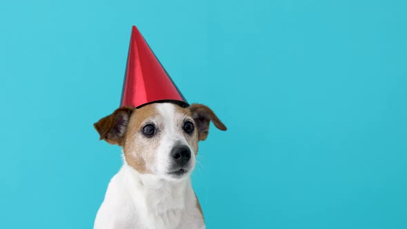 Cute Dog in Red Party Hat Designed alt
