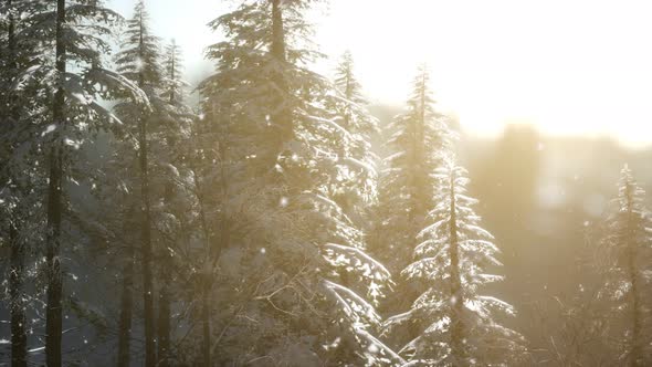 Splendid Christmas Scene in the Mountain Forest. Colorful Winter Sunrise alt