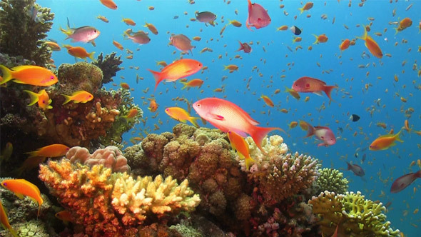 Colorful Fish on Vibrant Coral Reef 771, Stock Footage | VideoHive
