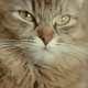 Face of a Cat Face of a Cat - VideoHive Item for Sale
