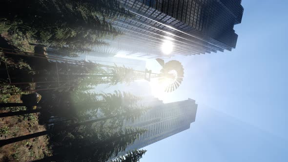 Forest Hillside and City alt