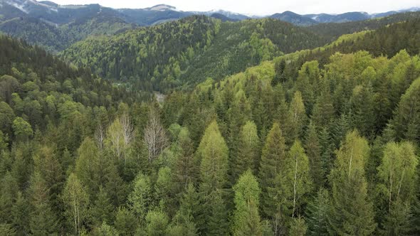 Ukraine, Carpathians: Forest Landscape, Aerial View alt