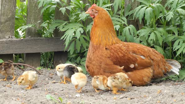 Hen And Baby Chickens In Rural 