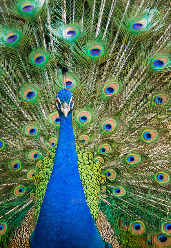 Peacock showing his beautiful feathers Stock Photo by chat9780 | PhotoDune