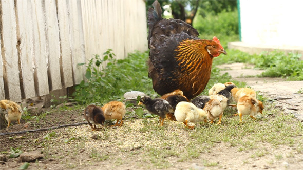 Hen and Baby Chickens