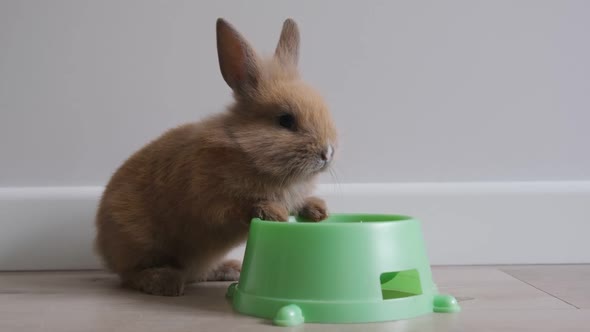 Little Cute Rabbit Sitting Near a Bowl of Food