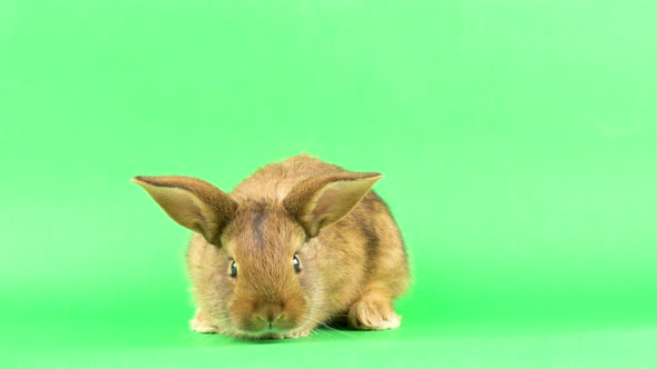 Small Fluffy Brown Domestic Rabbit on a Green Screen, Close-up. Easter Bunny on Chromakeia alt
