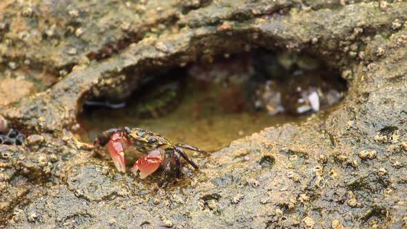 Tiny Crab Senses Danger and Scuttles Away