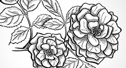 Hand Drawn Flowers