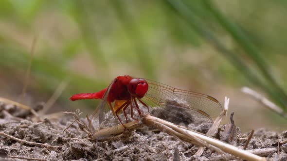 Red Dragonfly Close-up. Dragonfly Sitting on the Sand at a Branch of the River. alt