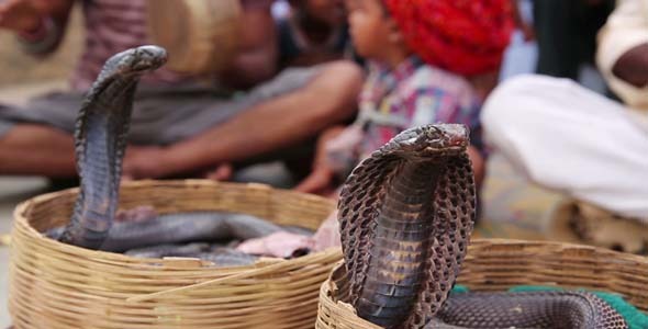 Close-Up Portrait Of Cobras alt