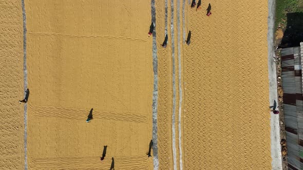 Aerial view of people working in a rice field in Sarail, Chittagong, Bangladesh. alt