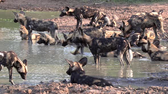 A large pack of African wilddogs resting and cooling off together in a small pan in Africa. alt