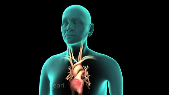 The heart's beating rhythm is disrupting, the heart starts to beat fast alt