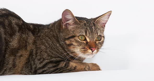 Brown Tabby Domestic Cat on White Background, Real Time 4K