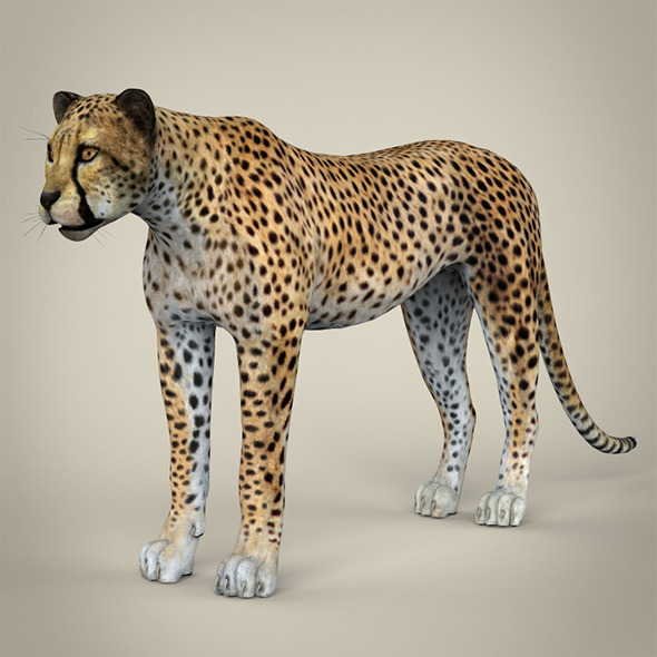 Realistic Cheetah - 3Docean 7842815