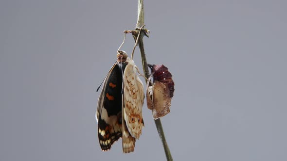 Blue Pansy butterfly emerging metamorphosis from chrysalils in time lapse alt