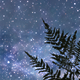 Calm Starry Night - VideoHive Item for Sale