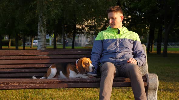 Handsome beagle lie down on bench near sitting man, look around