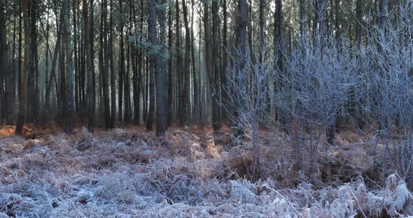 Frozen landscape, The Landes forest, Nouvelle Aquitaine, France. alt