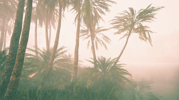 Coconut Palms in Deep Morning Fog alt