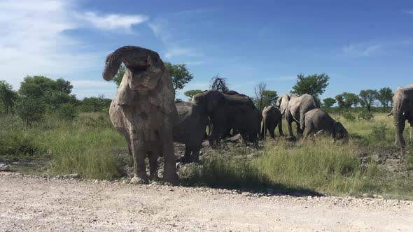 a small herd of African elephants mud bath along a safari road in summer in Etosha National park, na alt