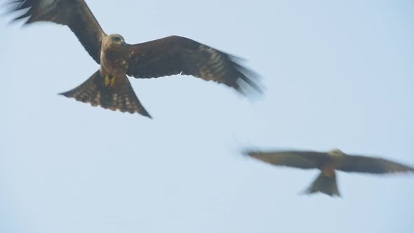 Group Of Hawk Flying Against The Blue Sky Over The Kappil Beach In Varkala, India. - close up shot alt