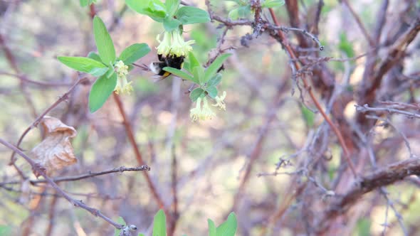 Bumblebee Collects Nectar on Pink Flowers in Summer