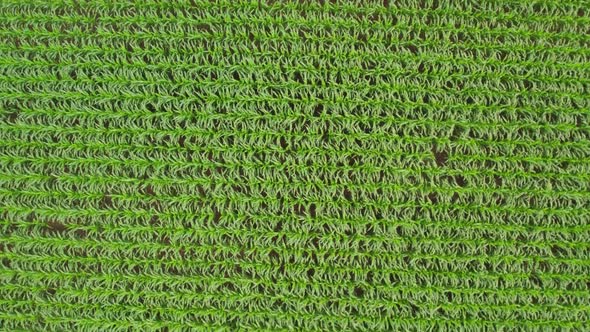 Green Corn Crop Fields on a Sunny Day Aerial Shot Fly Over with Drone alt